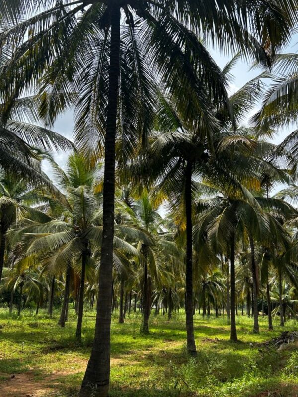 Best%20Farmland%20around%20Chennai