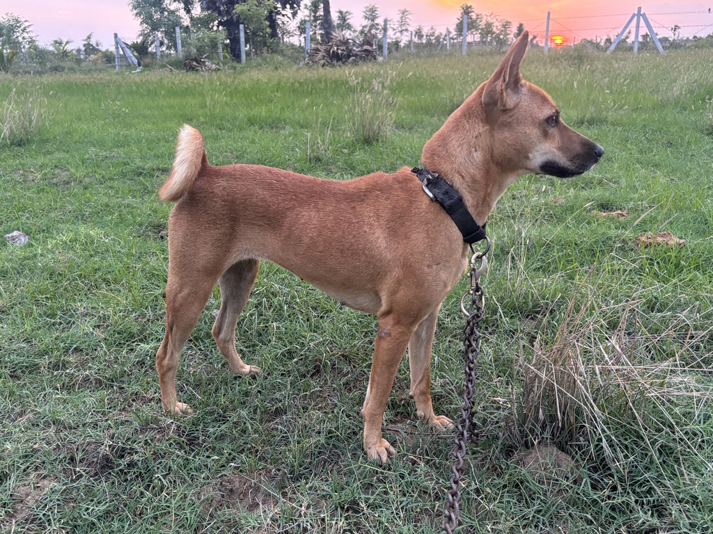 Sheela at Mharan Farms